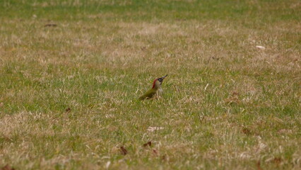 Green woodpecker on meadow