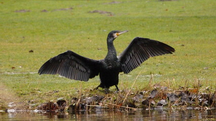 Cormorant drying its wings
