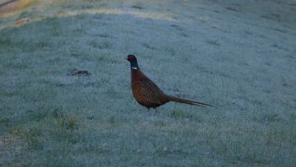 Common pheasant on ground