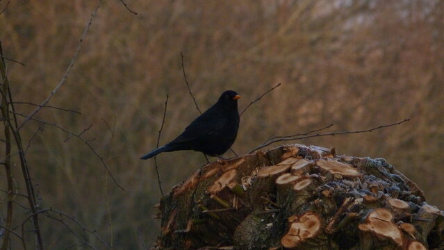 Common blackbird