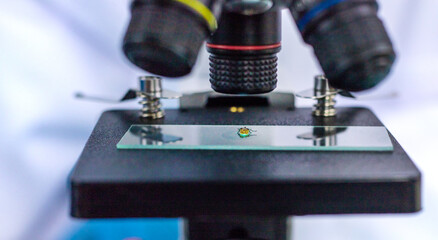 Examine a tick in a lab. Selective focus.