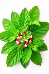 Mint leaves and scattered peppermint shards forming a cooling pattern on a clean, white background. An abstract, top down flat lay of fresh, vibrant green mint leaves and broken red and white striped