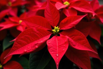 Poinsettia Cluster with Dew Drops, Macro Focus An extreme macro photograph of several bright red poinsettia bracts covered in tiny, glistening dew drops. The focus is razor sharp on the textured