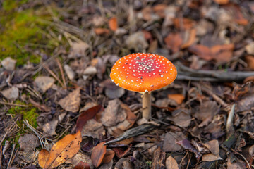 Fly agarics grow in the forest. Selective focus.