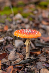 Fly agarics grow in the forest. Selective focus.