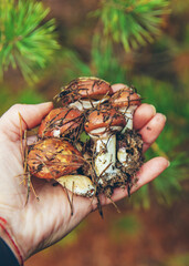 Mushroom picking in the forest. Selective focus.