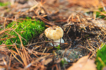Mushroom picking in the forest. Selective focus.
