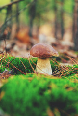 Mushroom picking in the forest. Selective focus.