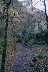 Autumn forest: trail leading into distance