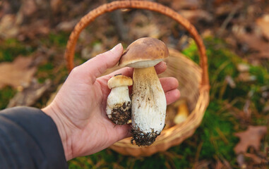 Mushroom picking in the forest. Selective focus.