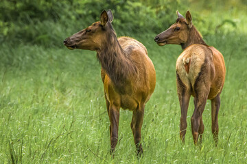 Two wild female elk or wapiti cows standing in a green grass meadow representing nature and wildlife with copy space