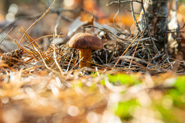 Mushroom picking in the forest. Selective focus.