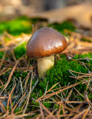 Mushroom picking in the forest. Selective focus.