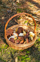 Mushroom picking in the forest. Selective focus.