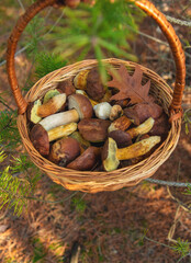 Mushroom picking in the forest. Selective focus.