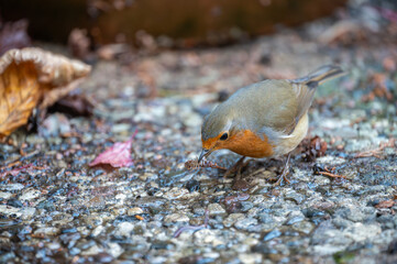 Rotkehlchen auf Futtersuche vor Wurm