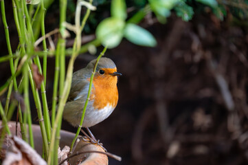 Rotkehlchen auf Futtersuche