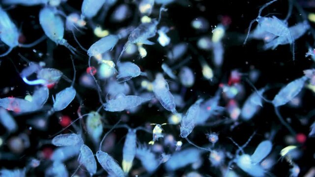 Zooplankton and plankton of the White Sea under a microscope. Various types of crustaceans. Under ultraviolet light.