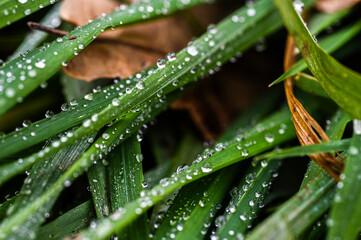 water drops on the grass