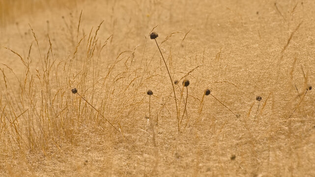 Nature background of round spiky seedpods in dry yellow grass, selective focus 