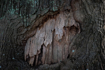 Natural texture of dry tree bark 