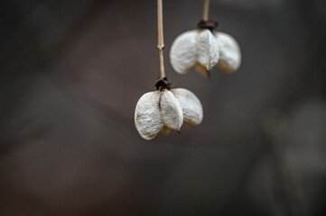 dried flowers on the tree