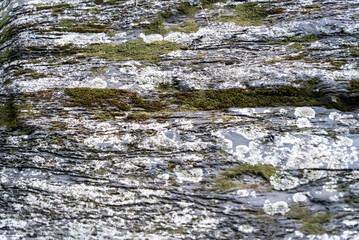 紀州の青石　素材