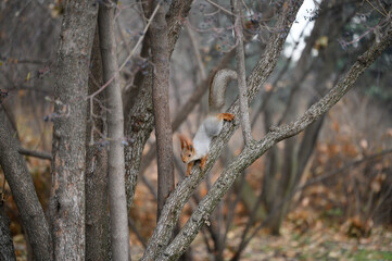 sparrow on a branch
