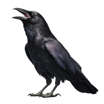 Black corvid bird cawing with open beak illustration