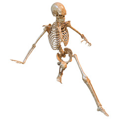 3D Rendering Human Skeleton on White