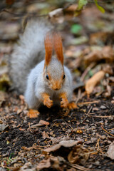squirrel eating nut