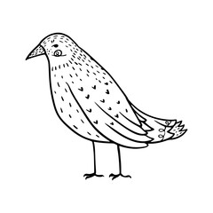 hand-drawn shorebird sketch