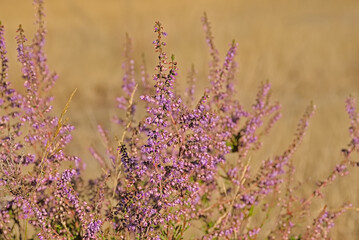 pink flowering lavender in the Portuguese mountains with bokeh background - Lavandula latifolia 