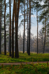 forest in the morning