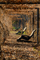 Autumn oleya in the park