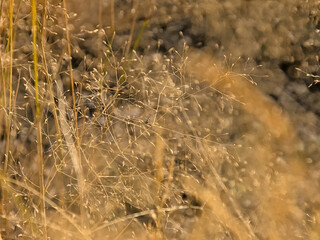 Nature background of a delicate harigrass plants - Aira elegantissima 
