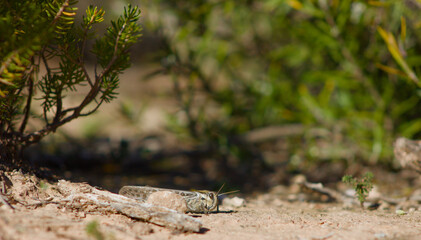 Saltamontes camuflado escondido entre ramitas y rocas
