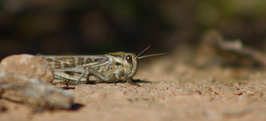 Saltamontes camuflado escondido entre ramitas y rocas