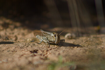 Saltamontes camuflado escondido entre ramitas y rocas