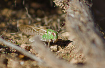 Saltamontes camuflado escondido entre ramitas y rocas
