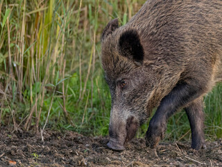 wild boar