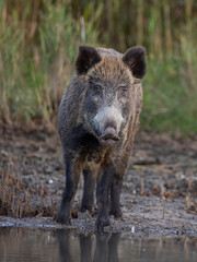 wild boar