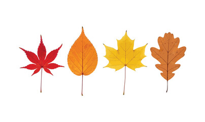 Red, yellow, and orange autumn maple leaves isolated against white background for a colorful fall season nature object