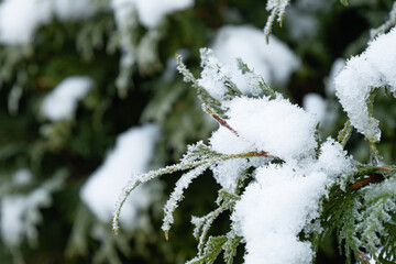 Snow-Covered Evergreen branches of thuja. Winter solstice. Close up. Cold weather.