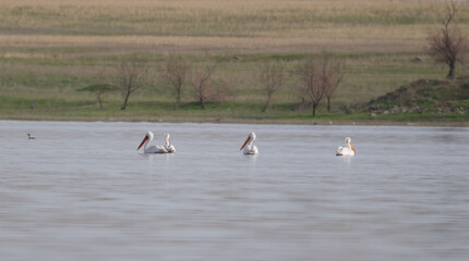 White pelicans on the calm surface of Lake Sorbulak in the early morning, three majestic birds in the misty silence of the reservoir among the spring meadows