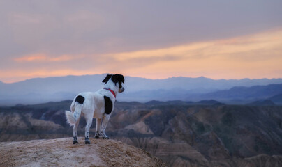 Traveler dog on the edge of the cliff of the Moon Canyon: silhouette of a pet against the background of sunset and lilac mountains near the Charyn River, Almaty region, Kazakhstan