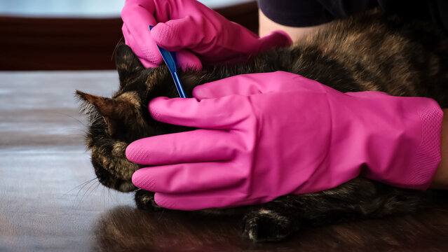 Vet doctor holds cat applying drops at withers, medicine from parasites, ticks, worms and fleas. Blister from parasites for animals. Hands in gloves. Pet treated with parasite remedy protection.