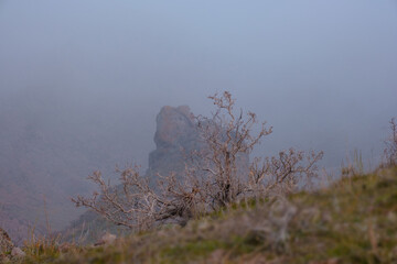 A lonely dry tree on a hillside against the background of a rocky outcrop, shrouded in a thick blue fog, creating a mystical landscape of Ili rocks, Kazakhstan