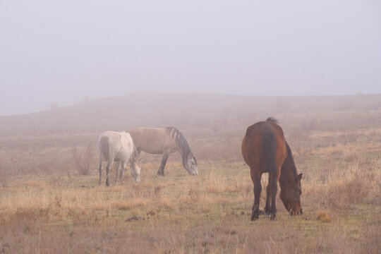 Free wild horses graze on the yellowed grass of the autumn steppe, shrouded in thick morning fog, creating a mystical and serene landscape, Kazakhstan - Powered by Adobe