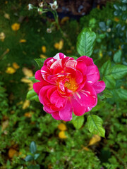 A vibrant pink rose blooms amidst green foliage. The petals are lush and layered, showcasing a rich color. The background features blurred greenery and fallen leaves. Gorgeous queen of flowers